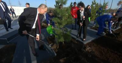 Путин высадил кедр в парке Гагарина в Энгельсе