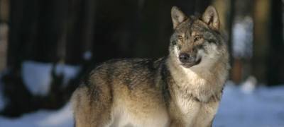 Мужчина в Борисоглебске задушил напавшую на него бешеную волчицу