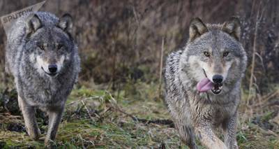Что помогло волкам пережить ледниковый период