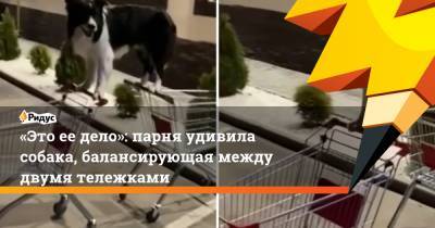 «Это ее дело»: парня удивила собака, балансирующая между двумя тележками