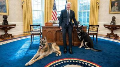 Байден принял решение, как поступить со своим псом, нападавшим на людей в Белом доме