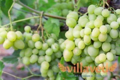 Виноград Кеша 1, Суперкеша: особенности выращивания, описание сорта