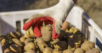 Сосед культивирует картофель, научил, как надрезать клубни перед посадкой для щедрого урожая