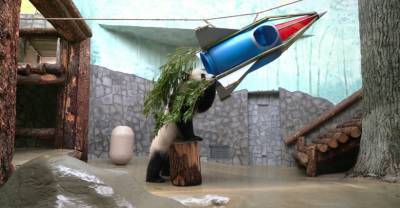 Первая в мире космопанда: для Жуи из Московского зоопарка построили ракету, но она съела весь провиант — видео