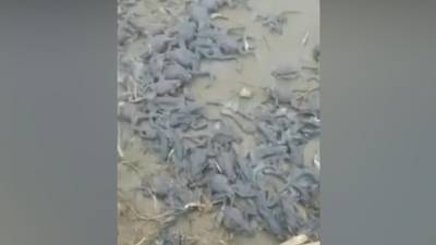 Тысячи мертвых лягушек обнаружили на берегу реки под Хабаровском