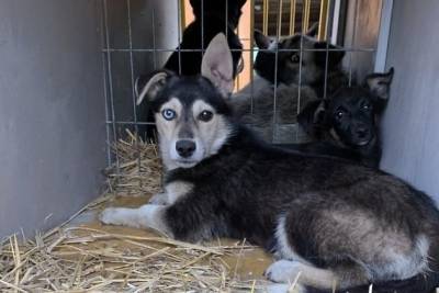 Проверка прошла в читинском приюте для собак, который зоозащитники называли «концлагерем»