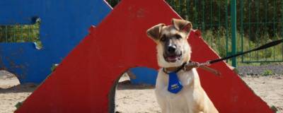 Суд обязал мэрию Новосибирска определить места для выгула собак