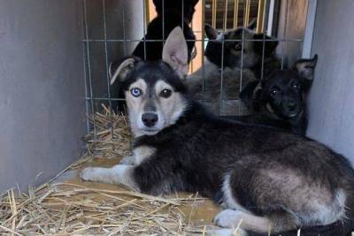Проверка прошла в читинском приюте для собак, который зоозащитники называли концлагерем