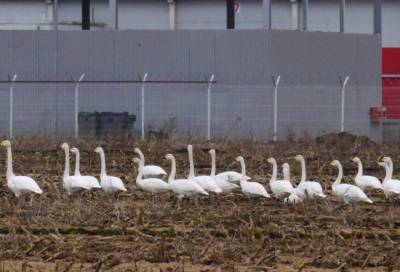 Фотограф заметила большую стаю лебедей на поле в Тосненском районе