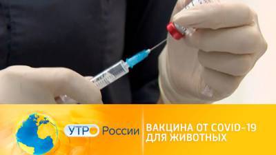 Утро России. Вакцина от COVID-19 для животных