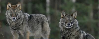 В Иркутской области увеличилась численность волков