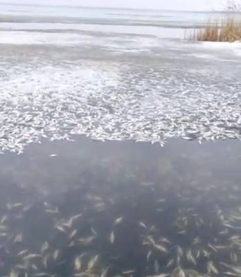 В Челябинской области рыбаки обнаружили тысячи мертвых рыб на популярном озере