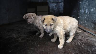 Зоозащитники подсчитали бездомных собак в России