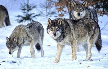 Ученые выяснили, что помогло волкам пережить ледниковый период