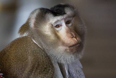 Выставке животных в Асбесте, с которой сбежала обезьяна, грозит штраф
