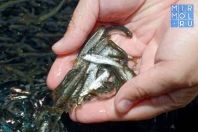 За 5 лет в акваторию Дагестана выпущено 1 млрд мальков ценных пород рыбы