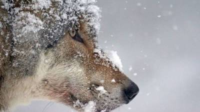 Смена рациона позволила серым волкам пережить ледниковый период