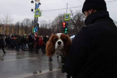 В Петербурге хотят штрафовать владельцев домашних животных за вой и лай их питомцев