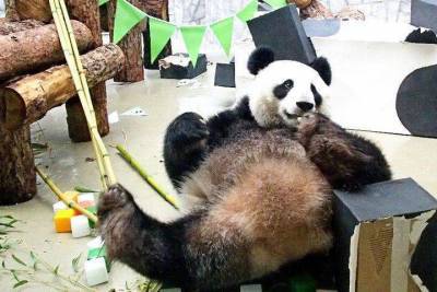 Ракету из бамбука построили для панды Жуи в Московском зоопарке