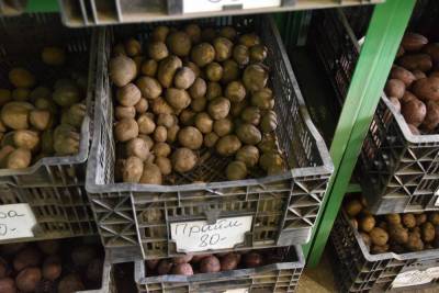Как правильно прорастить картофель на рассаду?