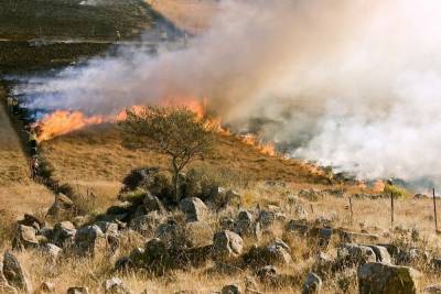 Власти Петрозаводска напоминают о запрете сжигания травы