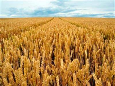 Экспортеры российской пшеницы приостановили её закупку до снижения пошлины - СМИ