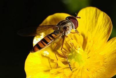 Жуки-НЕвредители: каких насекомых не стоит истреблять в саду, огороде, на цветах