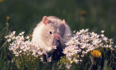14 растений, которые помогут прогнать мышей с вашего огорода