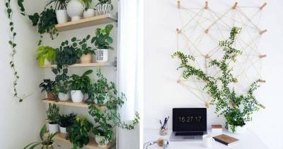 14 идей, как оформить зелёную стену из растений в доме
