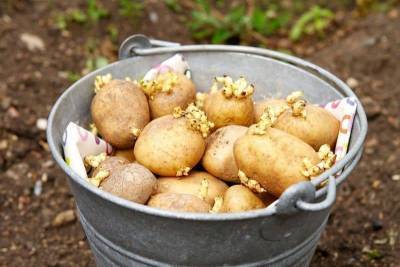 Проращивание картофеля перед посадкой… в лотках из-под яиц. Лайфхак для дачников