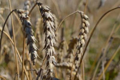 СМИ: экспортеры приостановили закупку российской пшеницы