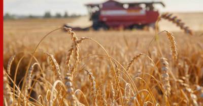 Крупные мировые экспортеры прекратили закупку российской пшеницы