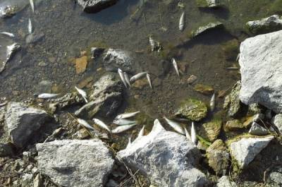 В озере Касарги на Южном Урале погибла рыба - nakanune.ru