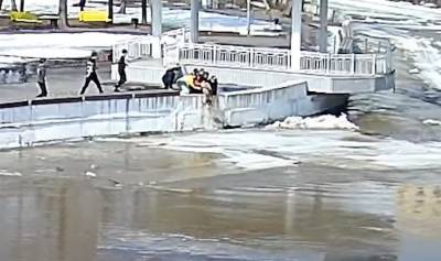 В Челябинской области школьники спасли собаку, которая плыла по реке на льдине