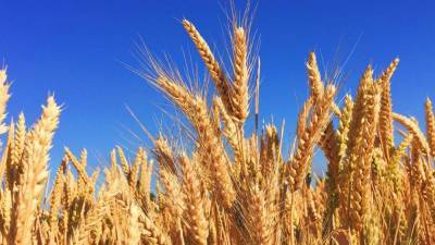 Крупные компании приостановили закупки российской пшеницы