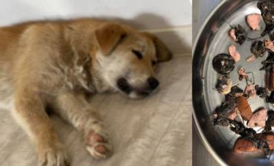 В Тюмени догхантеры пытались убить собаку, накормив ее болтами
