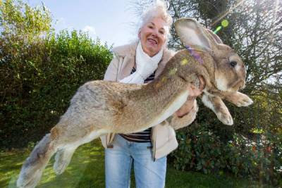 В Великобритании похитили самого крупного в мире кролика