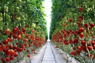 В теплицах Липецкой области уже собрали 50 тысяч тонн овощей