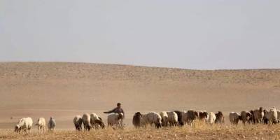 Резкий рост сельскохозяйственных преступлений на юге Израиля