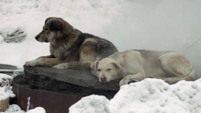 Представляют опасность? Сколько бездомных собак живет в российских регионах