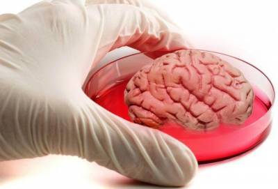 Миниатюрный мозг создан с использованием технологии 3D печати