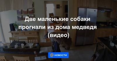 Две маленькие собаки прогнали из дома медведя (видео)