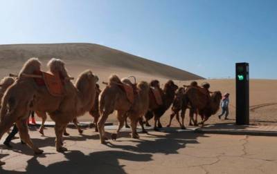 В Китае появился светофор для верблюдов