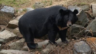 Гималайский медведь Сема едва не утащил пенсионера в клетку