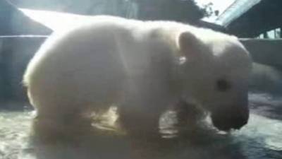Сафари-парк поделился кадрами первого купания белых медвежат