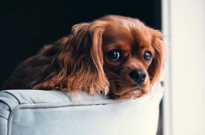 Госдума приняла закон о запрете изъятия домашних животных за долги