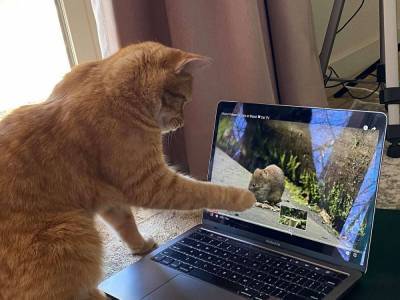 Соседский кот ходит в гости к женщине, чтобы смотреть видео на ютубе: милые фото
