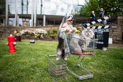 В Российском совете торговых центров выступили против закона о посещении магазинов с животными