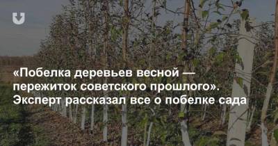 «Побелка деревьев весной — пережиток советского прошлого». Эксперт рассказал все о побелке сада