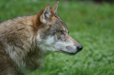 В одном из районов Томской области расплодились волки, их отстреляют